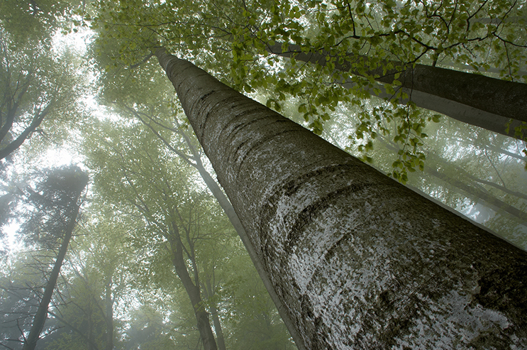 The towering trees in the forest are out of sight from below.（森林里的参天大树从底下一眼望不到头。）（小图使用版）.jpg
